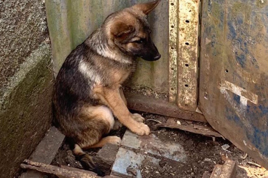 Lei do RN endurece contra quem pratica maus tratos aos animais