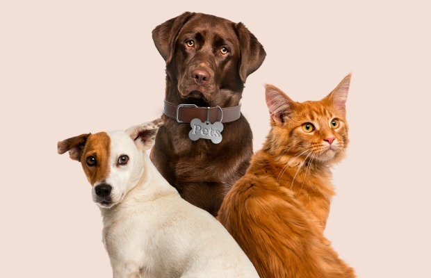 Governo Federal sanciona lei que institui guarda compartilhada de pets em caso de divórcio