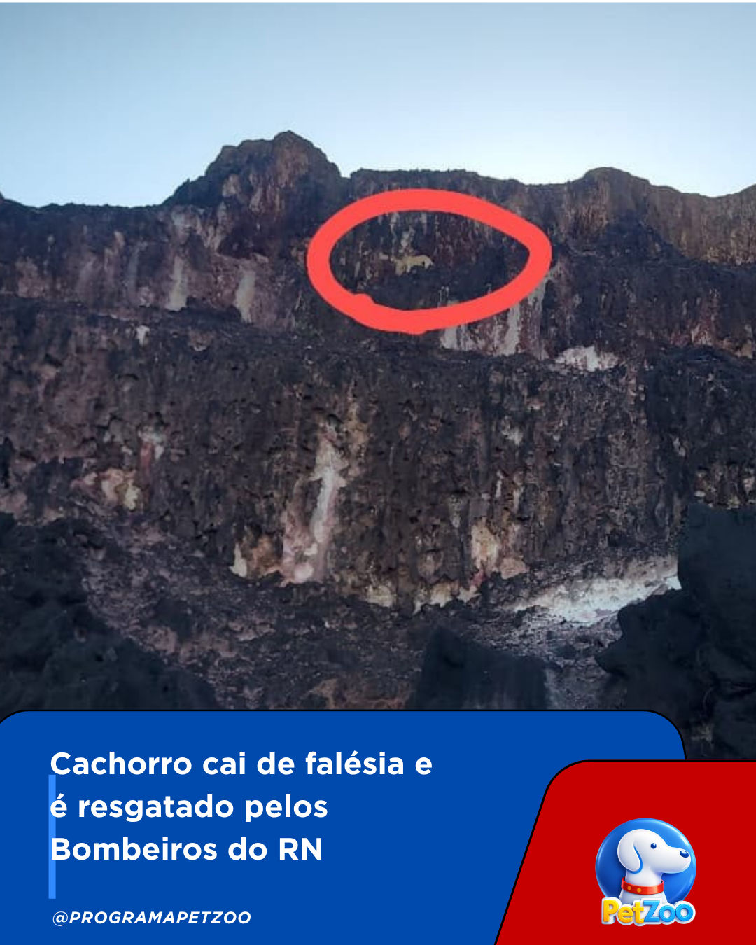 Cachorrinho que caiu em falésia de Pipa é resgatados pelos Bombeiros