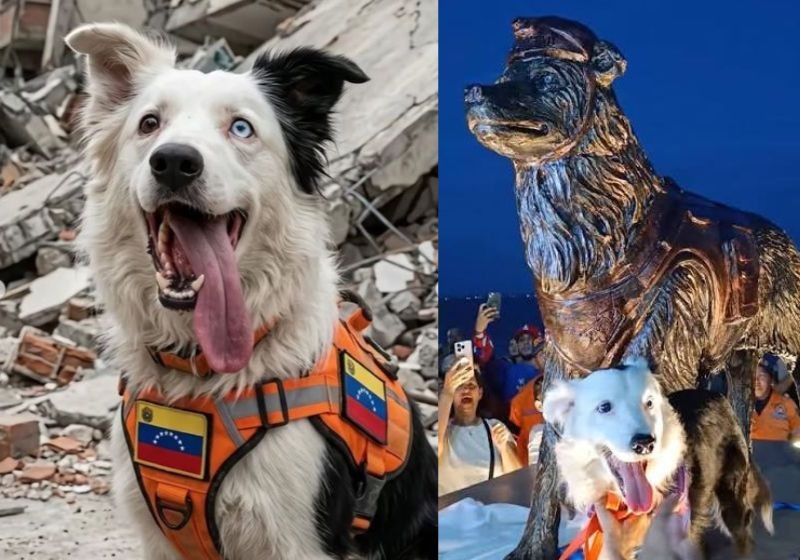 Tsumani, o cão que  salvou vítimas do terremoto na Venezuela ganha estátua